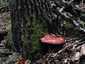Májgomba (Fistulina hepatica), Budai-hegység